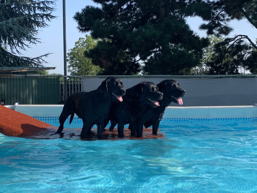 piscina per cani