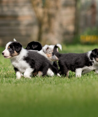 socializzazione cuccioli cane